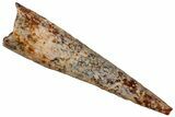 Fossil Pterosaur (Siroccopteryx) Tooth - Morocco #297831-1